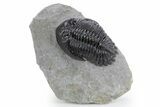 Detailed Hollardops Trilobite Fossil - Morocco #359500-3